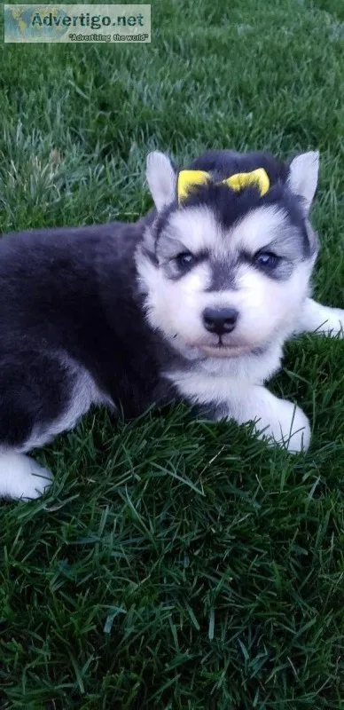 Woolly Siberian Huskies