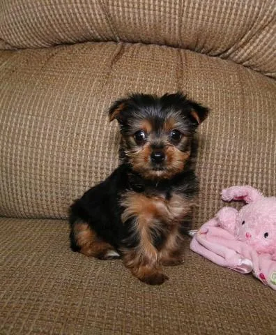 Minnature Yorkies
