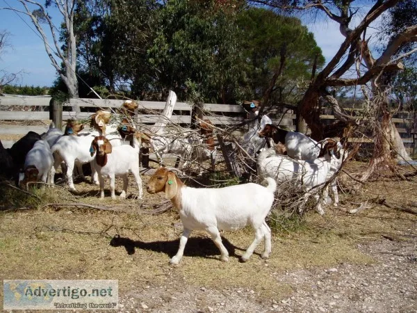 Male 100% full blood boer goats for sale