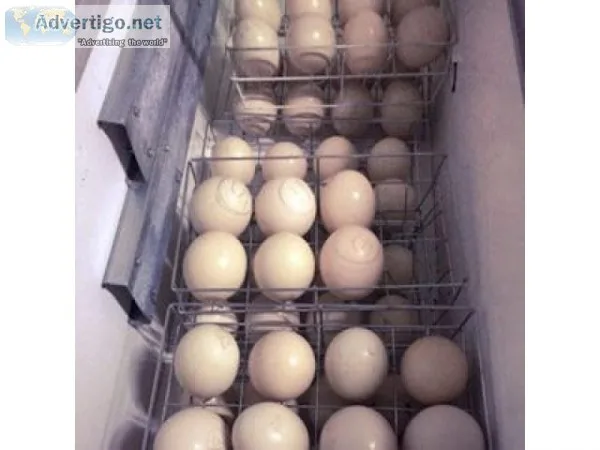 Ostrich chicks and guarantee fertile egg