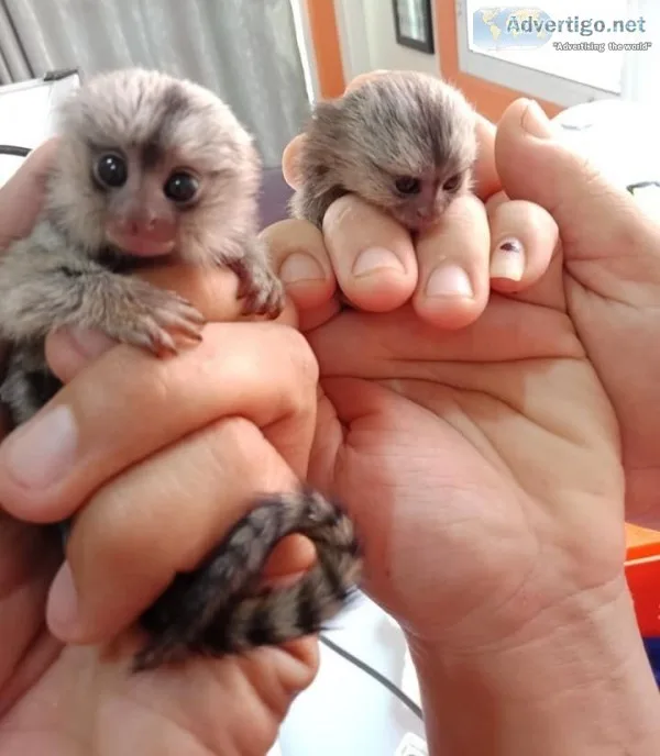 Marmoset monkeys for sale