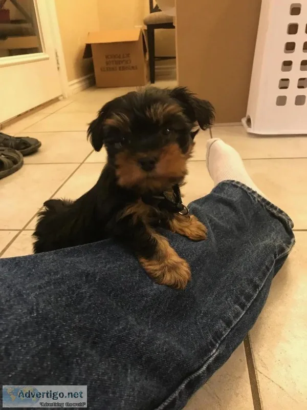 Yorkie puppie
