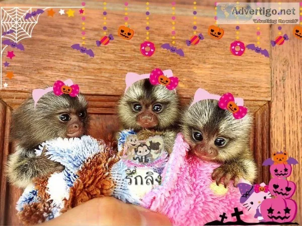 Marmoset monkeys for sale