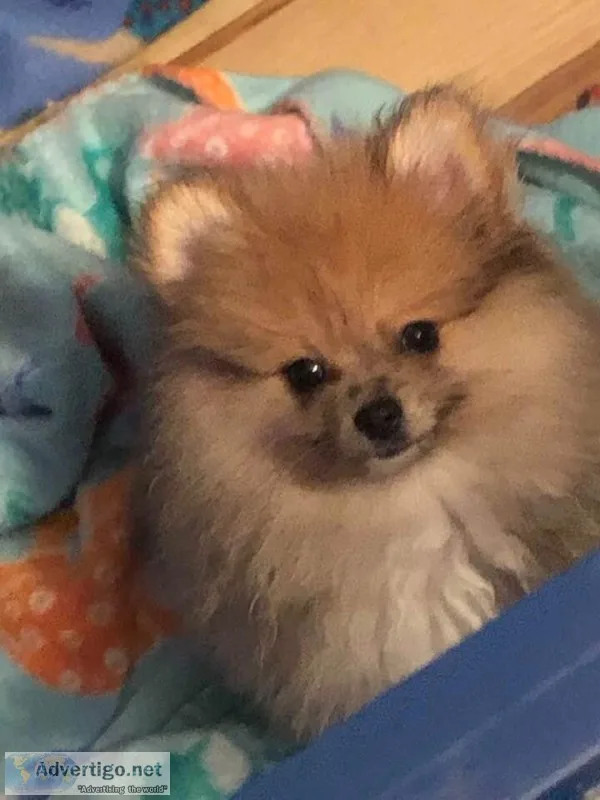 ACA TEDDY BEAR SABLE POMERANIAN PUPPY
