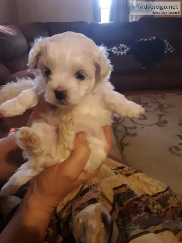 Maltese