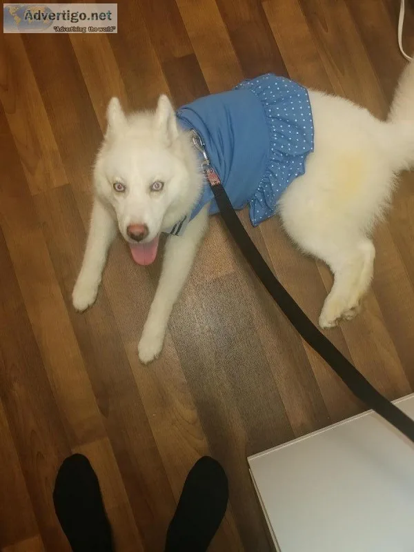 Full Breed All white Female Syberian Husky