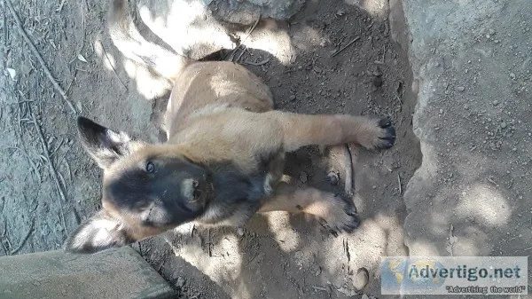 Belgian Shepard Malinois