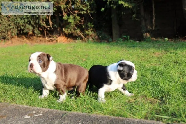 welcoming boston terreir pups to go