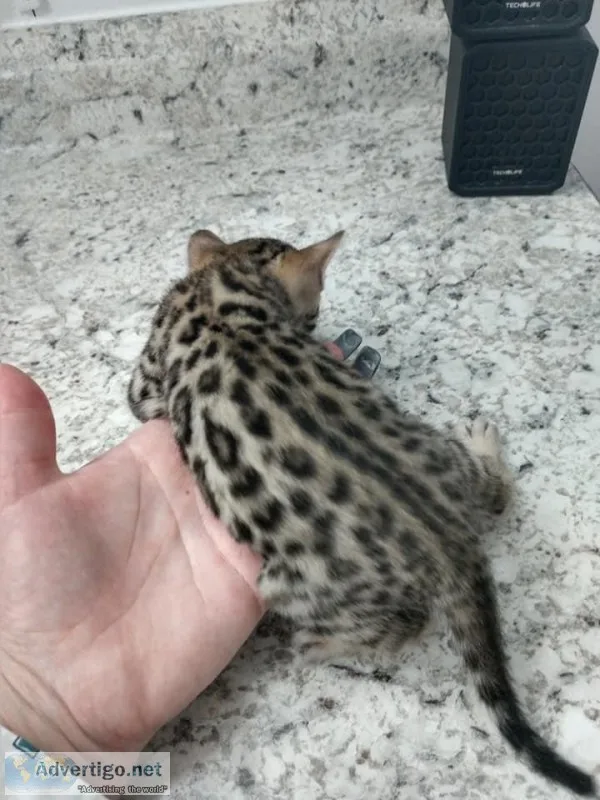 Very intelligent Bengal kittens now available