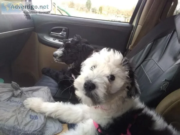 Sheepadoodle Puppy