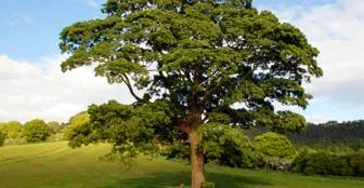 Tree Removal Craigavon - Beechwood Treesurgery Ltd
