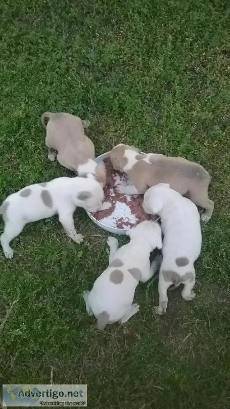 Pitbull puppies