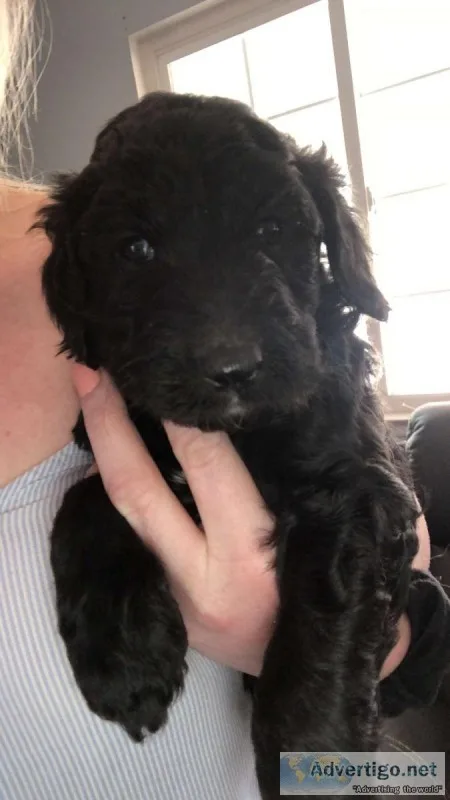 Goldendoodle