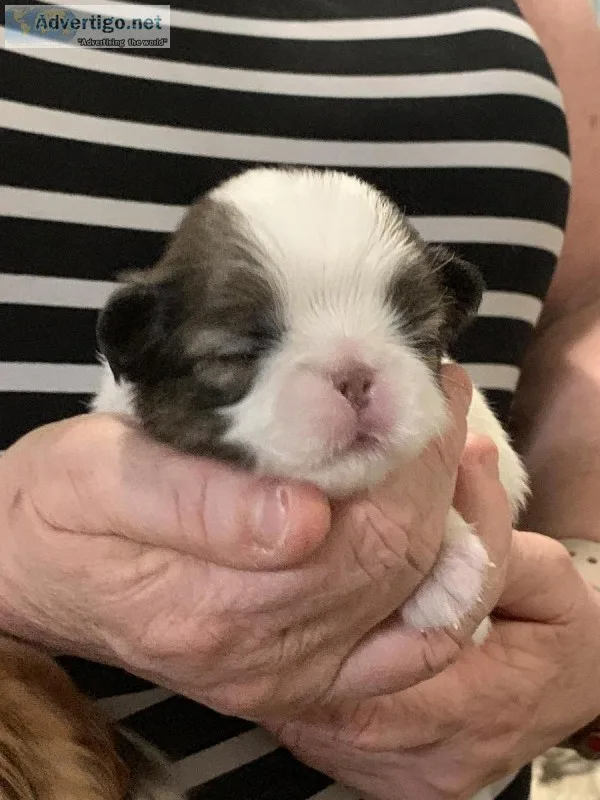 Japanese Chin Female SableWhite &quotBrittney&quot