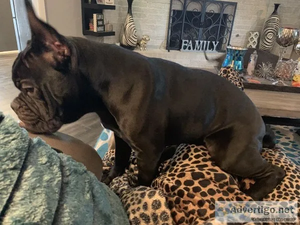 Rehoming 10 mo old Frenglish Bulldog