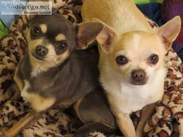 Chihuahuas