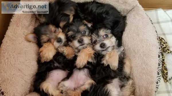 Morkies