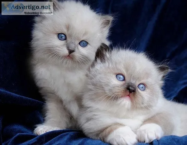 Ragdoll Kittens ready to the Right Home.