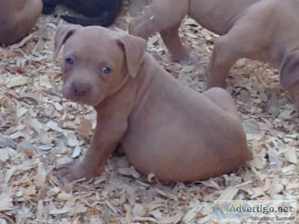 American Bully Puppies