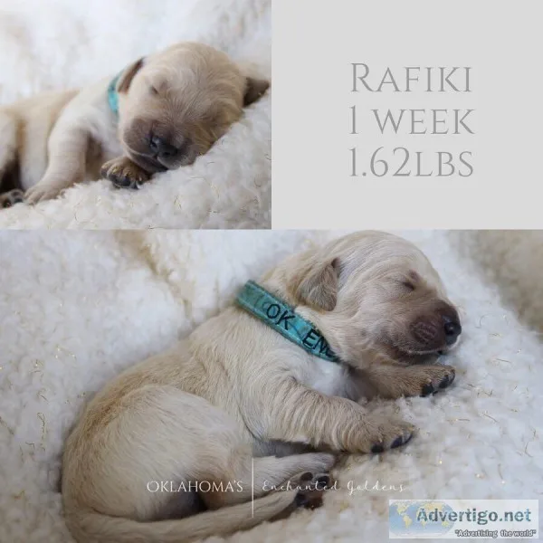 AKC Golden Retriever Puppies