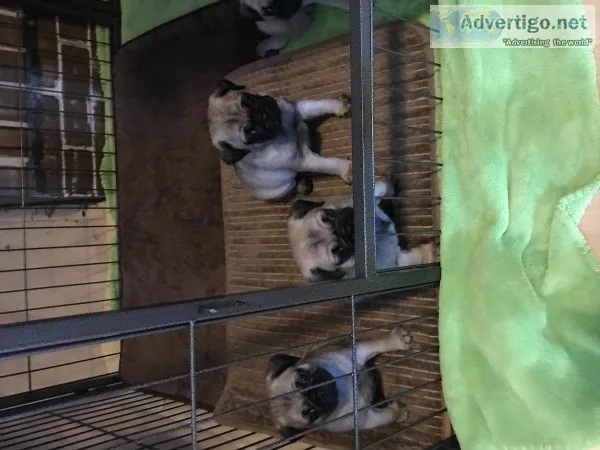 Pug puppies