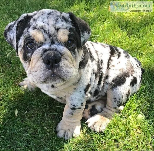 Merle Bulldogs Available