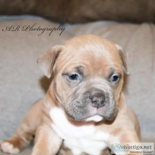 Bullies forsale