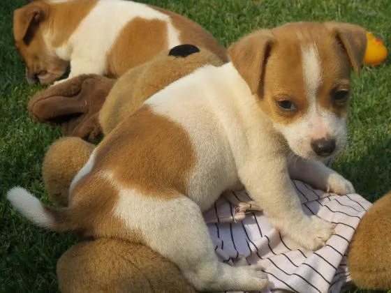 hood puppies need good care