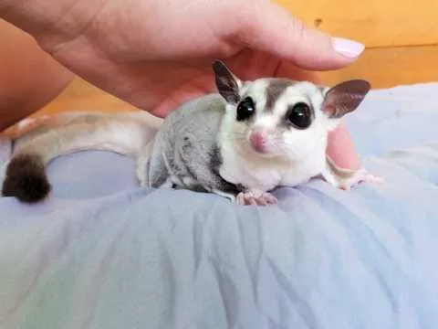 adorable sugar gliders now available