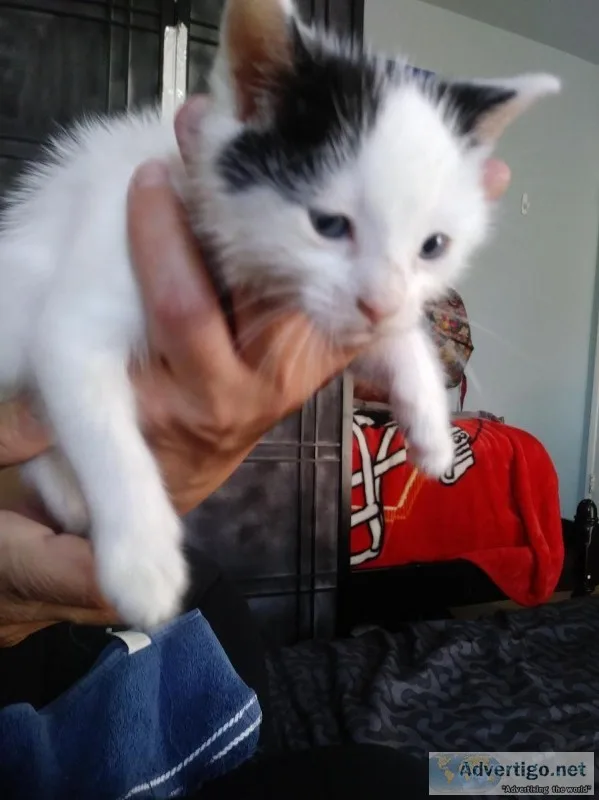 4 to 6 week old kitten