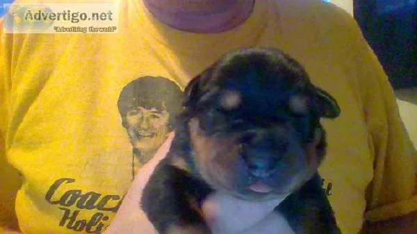 Rottweiler CKC registered German pups
