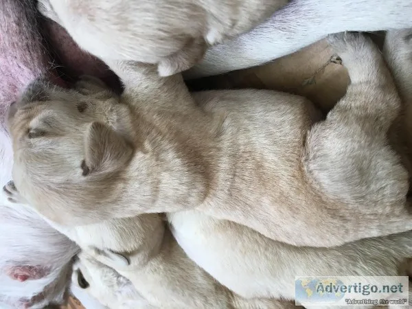 Labrador Awesome quality cute puppies for sale