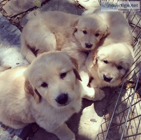 Golden retriever puppies