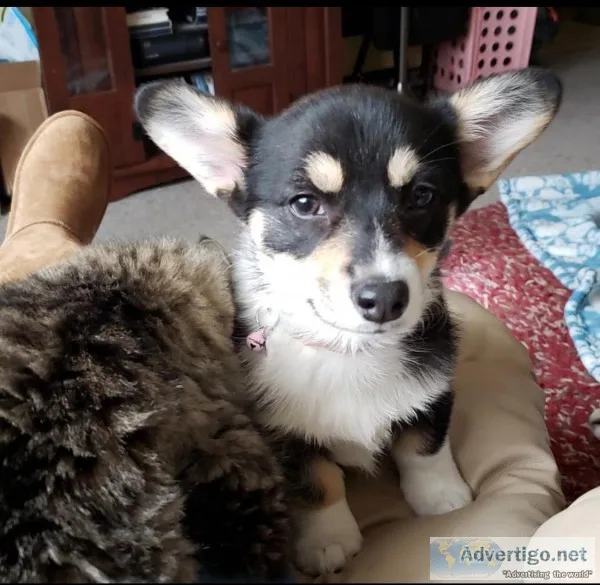 AKC Registered Welsh Corgi