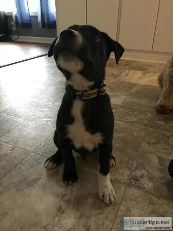 Boxer lab mix 12 weeks old