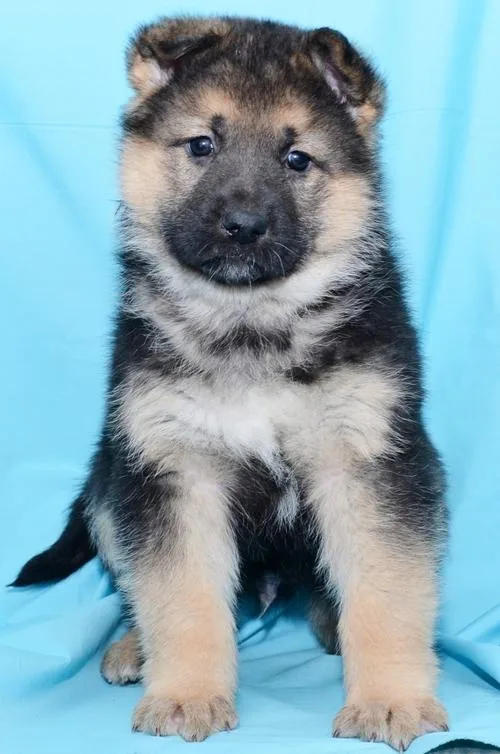 German Shepherd puppy