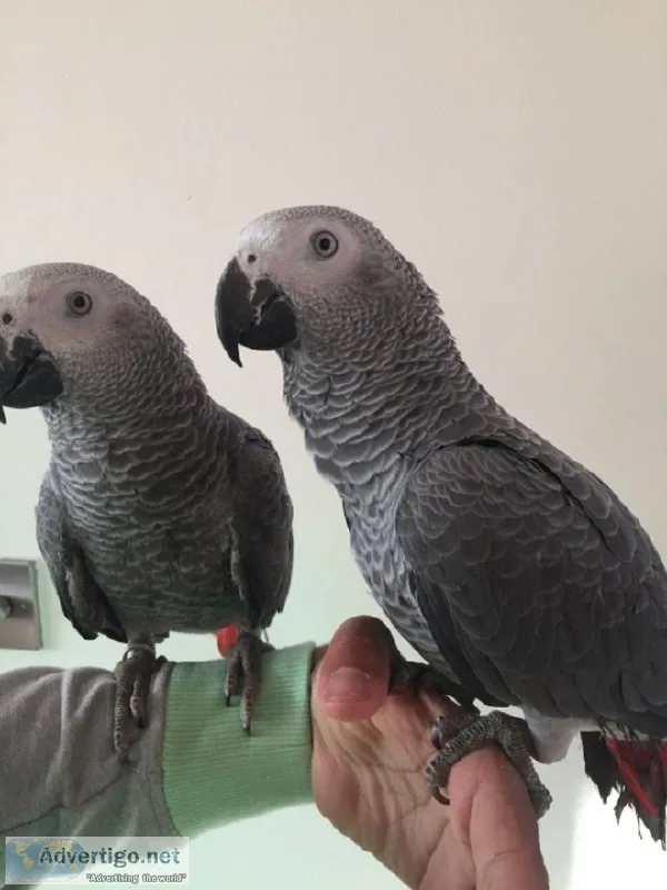 Pair of African Grey for Sale