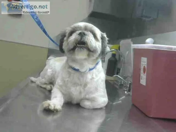 3 Yr Old  Shih Tza For Sale