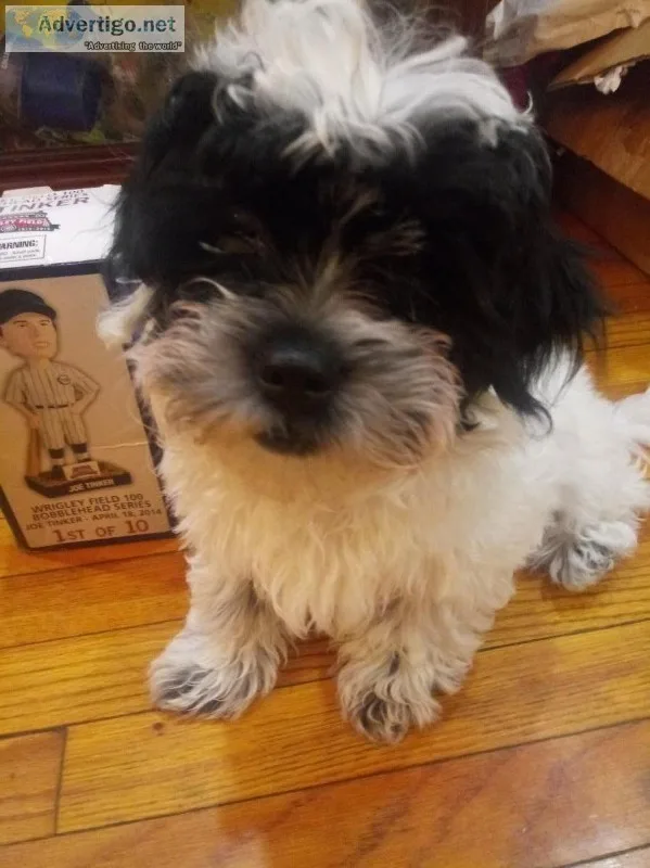 Shichon boy