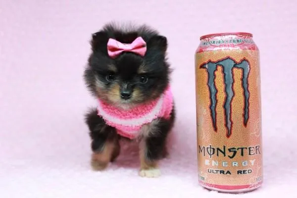 Teacup Pomeranian Puppies are Available now at PuppyHeaven
