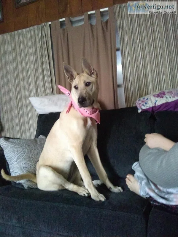 German Shepherd Shar pei  husky