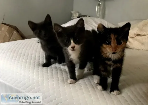 4 Kittens In Need of Home