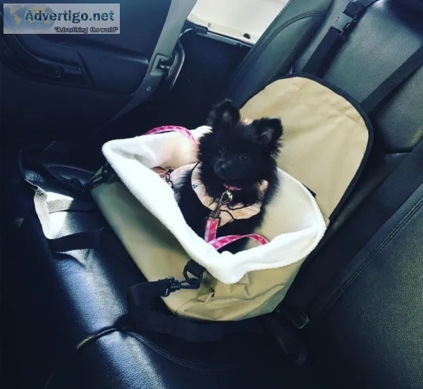 Pomeranian puppy female