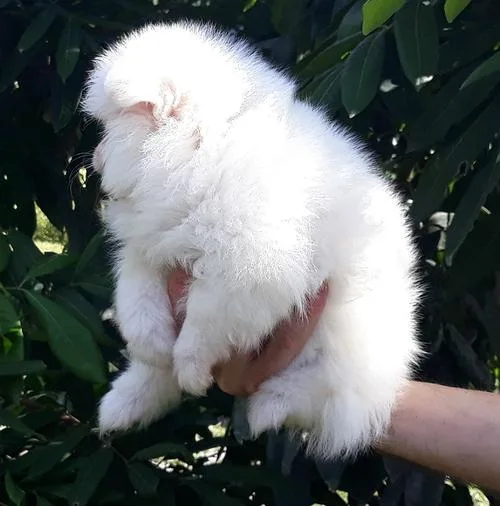 Sweet White Pomeranian Pups.