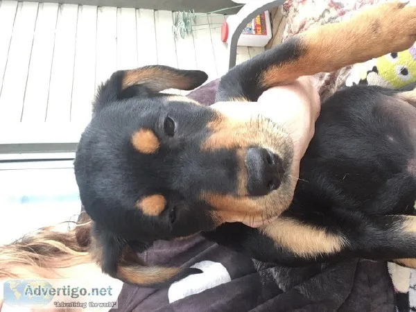 3 Mastador pups Left