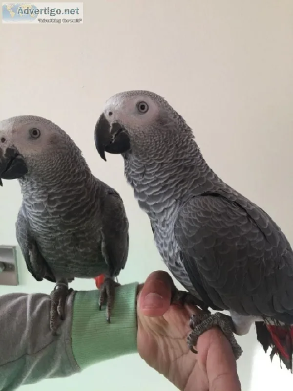 Pair Baby Very Tame African Grey Parrot