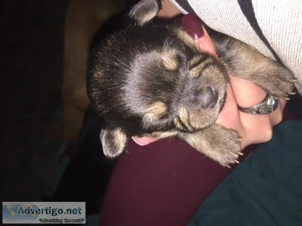 Chihuahua puppies