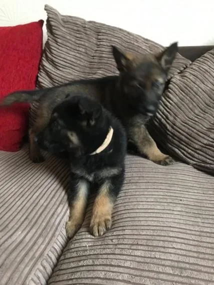 MF german shepherd text 443 738 4469