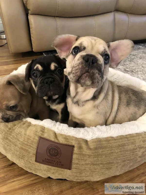 French Bulldog Puppies