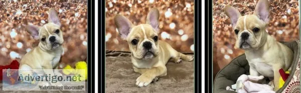 Chihuahua Puppy available